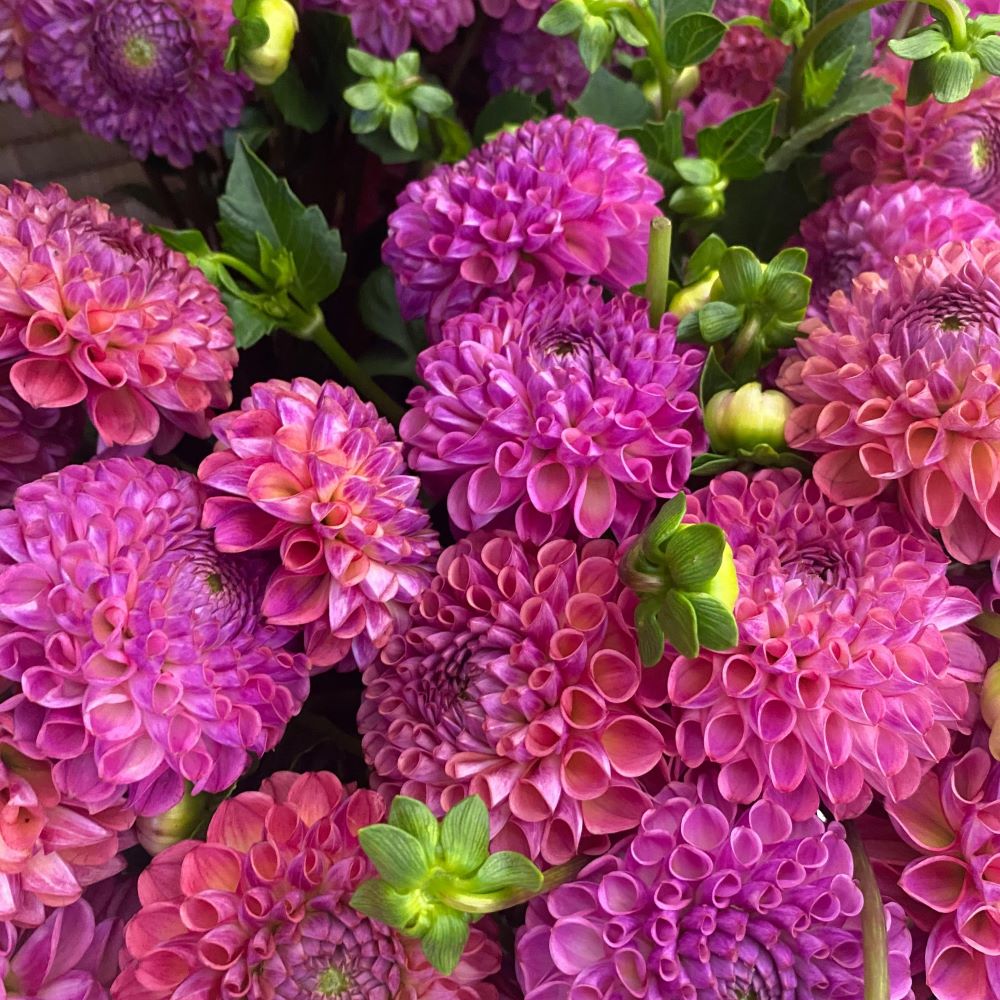 Pink and Purple Dahlias - Senzi Msomi, Pexels