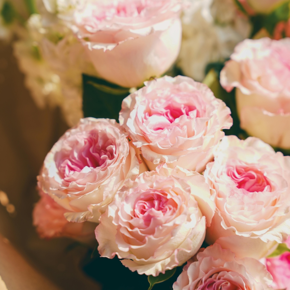 Pink and Purple Dahlias - Senzi Msomi, Pexels