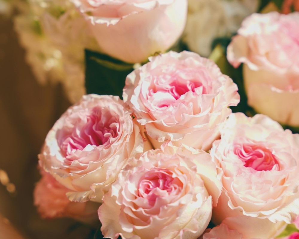 Pink Heirloom Roses - @71366650, Pexels